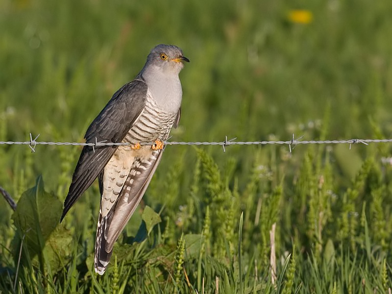 Cuculus canorus Common Cuckoo Koekoek